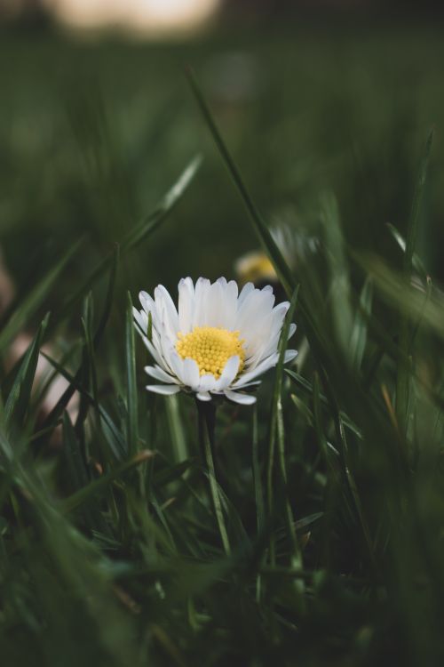 Free A white daisy bloom amidst lush green grass, capturing nature's simplicity. Stock Photo