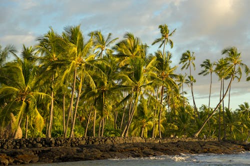 Бесплатное стоковое фото с белые облака, берег моря, кокосовые пальмы