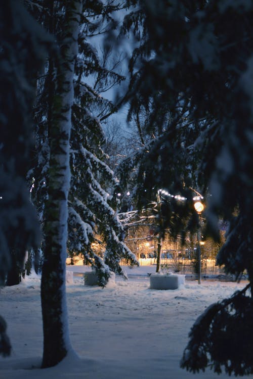 シーズン, パーク, 冬の無料の写真素材