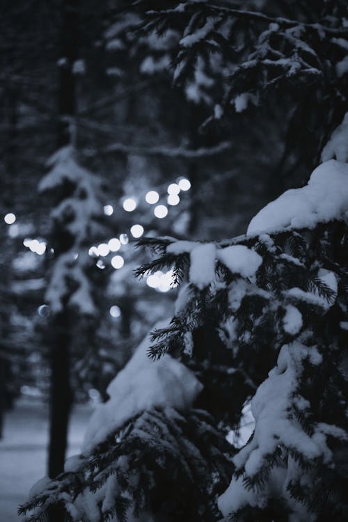 Snow Covered Tree