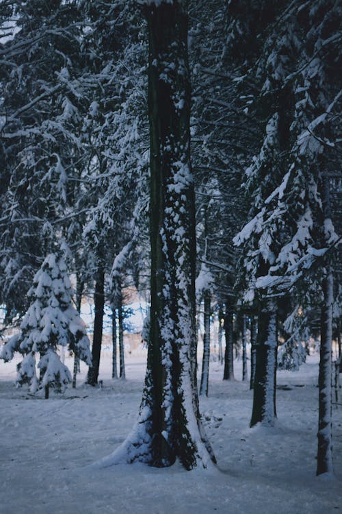 Ilmainen kuvapankkikuva tunnisteilla huurteinen, ikivihreä, lumi