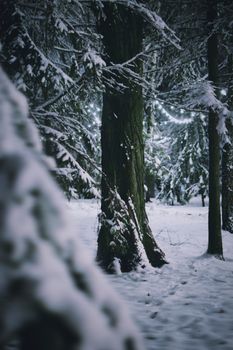 A tranquil winter scene with snow-covered trees and string lights in a forest.