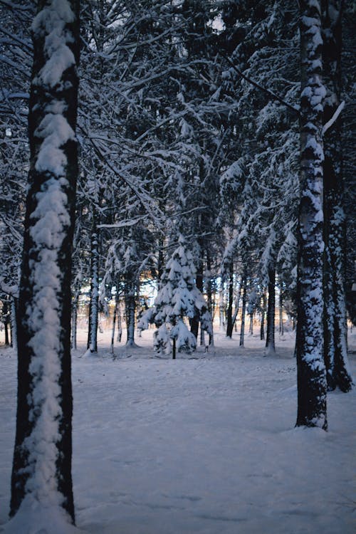 Ilmainen kuvapankkikuva tunnisteilla flunssa, kuura, lumi