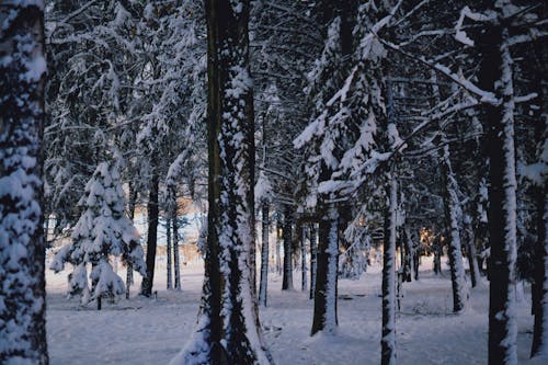 Gratis Immagine gratuita di alberi, boschi, congelato Foto a disposizione