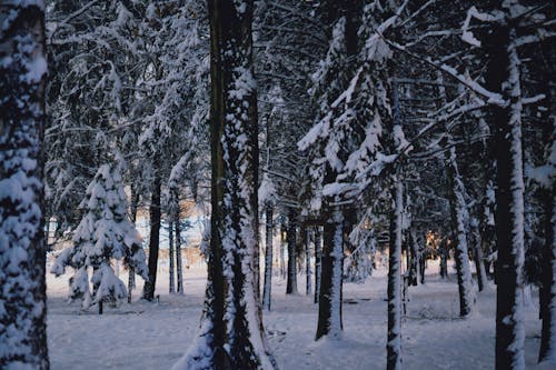 Foto d'estoc gratuïta de arbres, boscos, cobert de neu