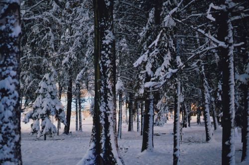 Free A serene winter forest covered in snow with frosty trees and a tranquil atmosphere. Stock Photo