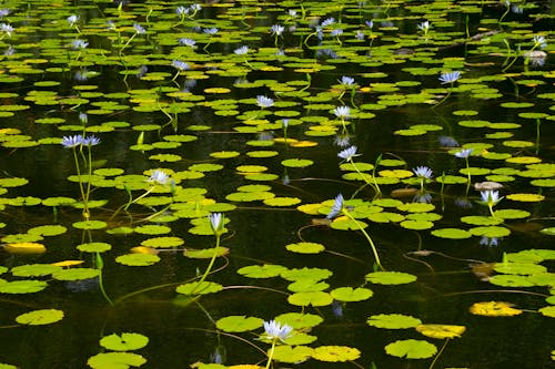免费 植物的, 水體, 池塘 的 免费素材图片 素材图片