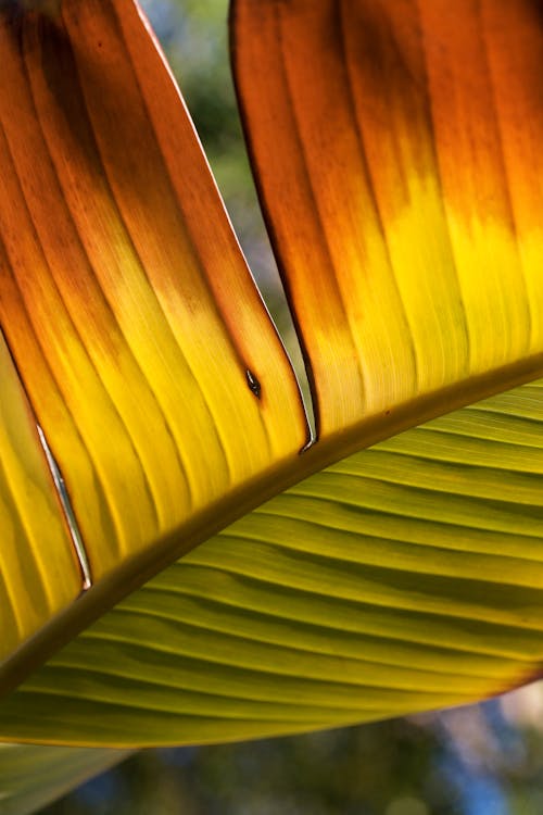 Drying Banana Leaf in Close Up View