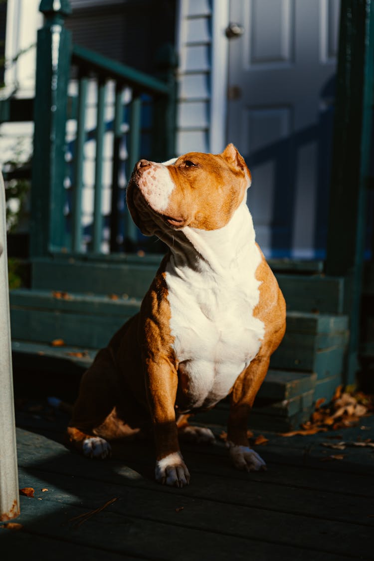 White And Brown Short Coated Dog Sitting On Floor