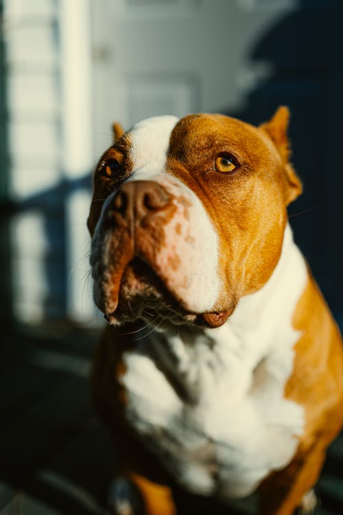 Δωρεάν στοκ φωτογραφιών με pitbull, ζώο, κατακόρυφη λήψη