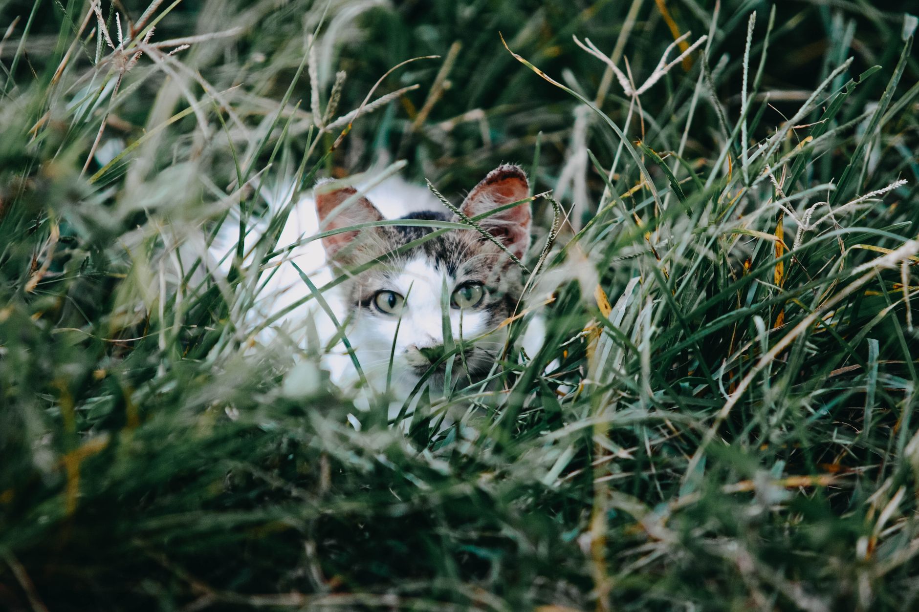 charlotte's web pet line - medium-sized mixed breed dog sitting on hardwood floor looki (Photo: Pok Rie/Pexels)