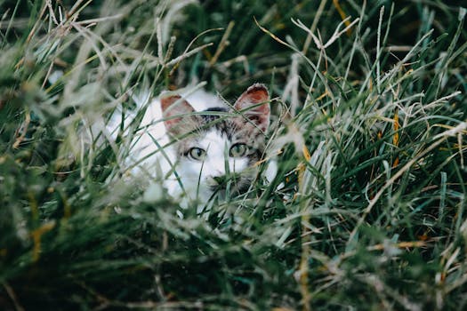 一只可爱的小猫好奇地躲在草丛里，凝视着户外