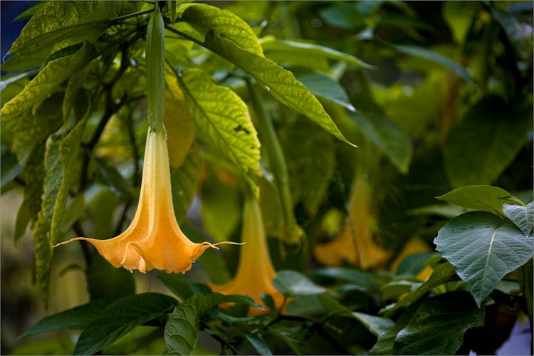 Yellow Angel's Trumpet Flower Hanging On A Green Plant