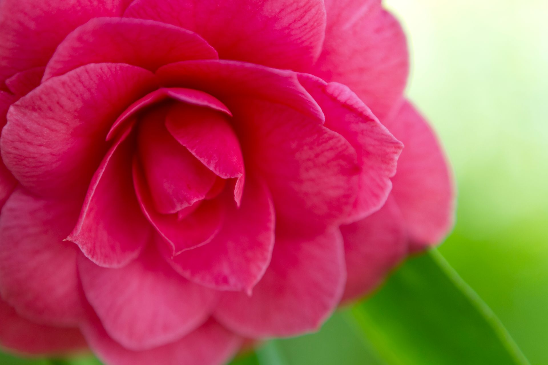 Close-up of a vibrant pink camellia flower showcasing delicate petals and bright colors.