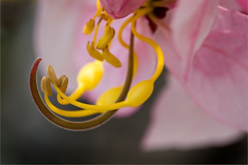 Close-up on Yellow Flower Stamens
