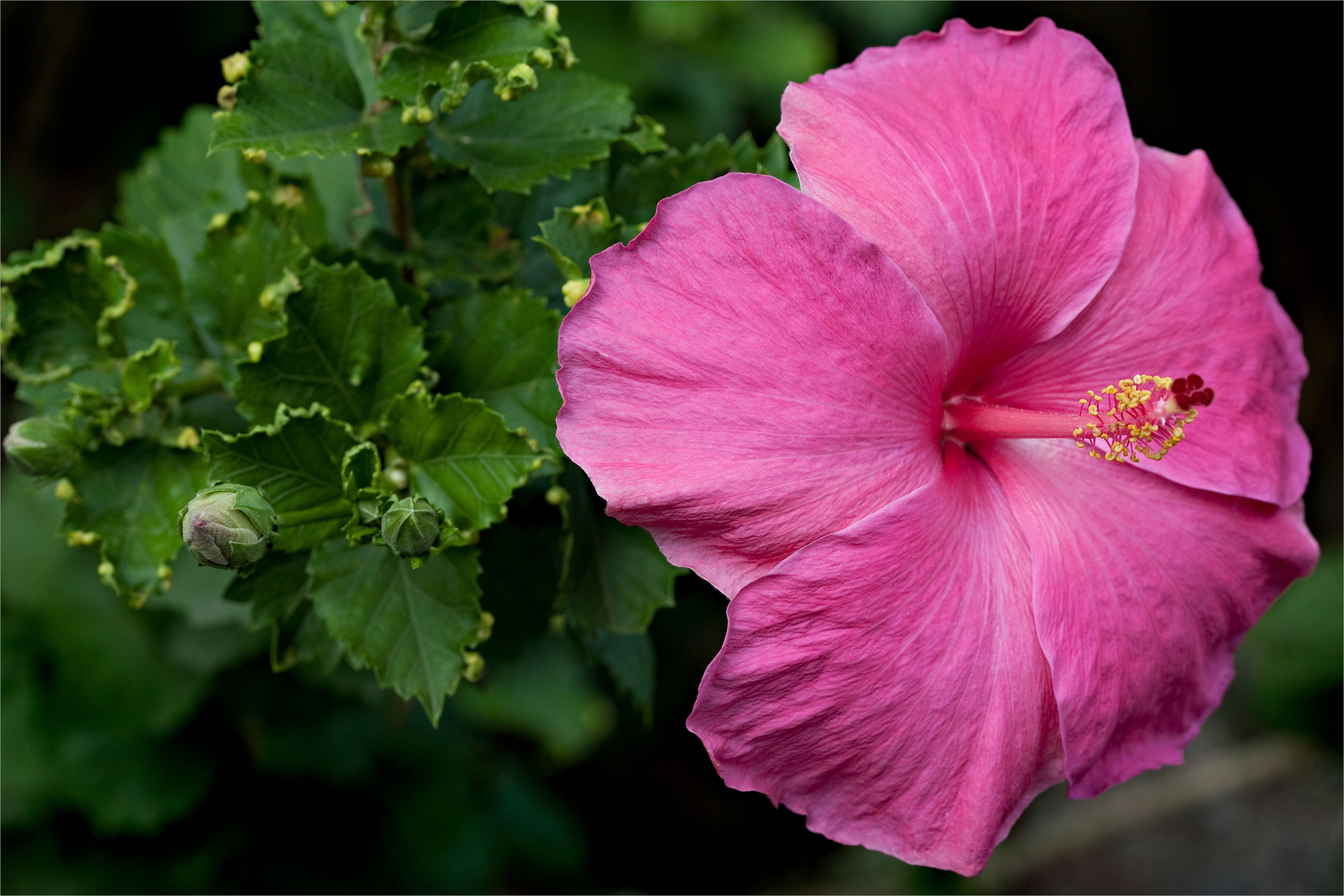 Close Up Photo of Hibiscus Flowers · Free Stock Photo