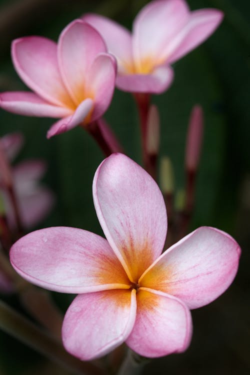 Close up of Pink Flowers