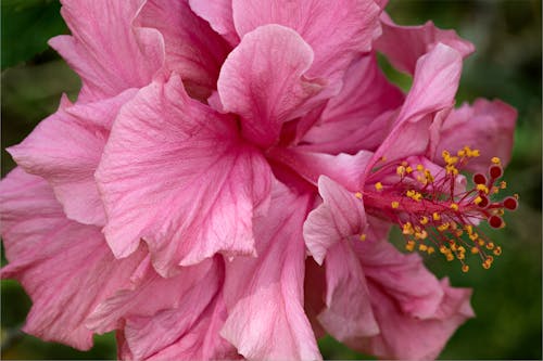 Imagine de stoc gratuită din a închide, floare roz, Hibiscus