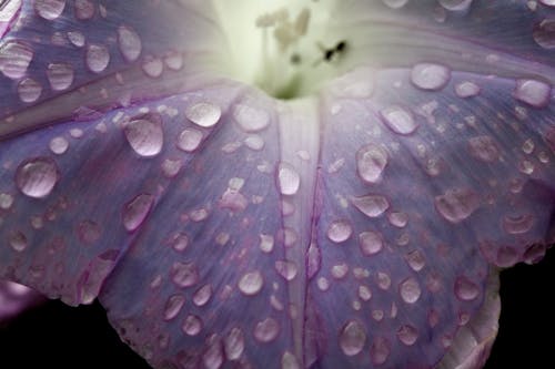 Fotos de stock gratuitas de de cerca, flor lila, fotografía de flores