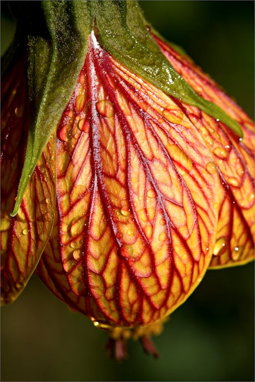 A Flower with Raindrops in Close-Up Photography