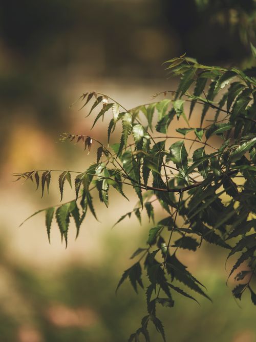 Free Delicate green leaves with soft focus in Accra, Ghana's natural daylight. Stock Photo