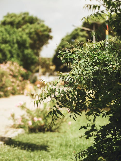 Close up of Green Bush