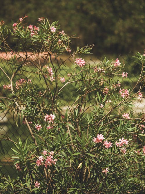 Kostenloses Stock Foto zu blätter, blumen, busch