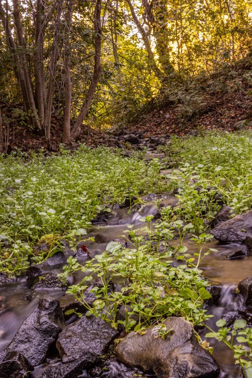 Green Plants on the River