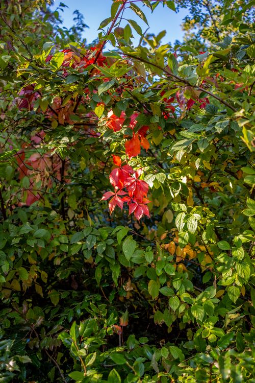 Free Colorful autumn leaves illuminated by sunlight in a lush garden setting. Stock Photo