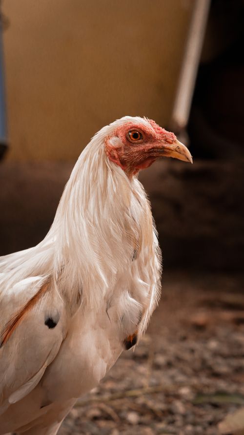 Free Detailed close-up of a white rooster with distinctive plumage outdoors. Stock Photo