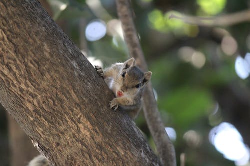 Photograph of a Squirrel on a Tree