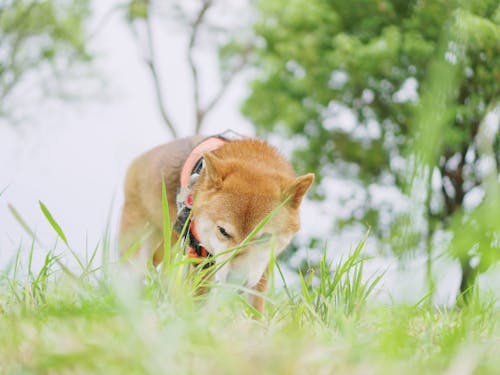 개, 반려동물, 시바 인누의 무료 스톡 사진