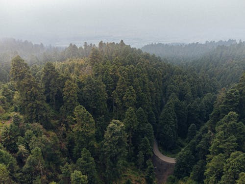 Aerial View of the Green Trees in the Mountains