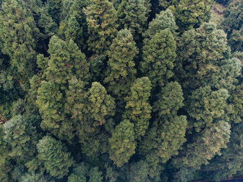 Gratis lagerfoto af droneoptagelse, fugleperspektiv, grønne træer