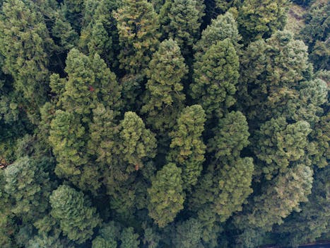 Explore the dense, green canopy of Mexico's forests from above, capturing nature's vibrant beauty.