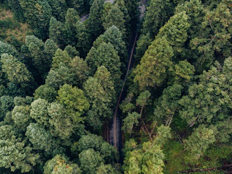Captivating aerial view of dense forest and winding road in Amecameca, Mexico.