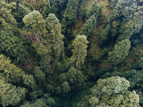 Top View of a Forest