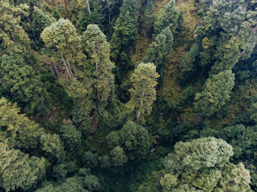 ağaçlar, doğa, drone çekimi içeren Ücretsiz stok fotoğraf