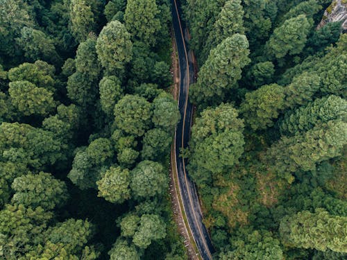 Aerial Photography of a Road in the Forest