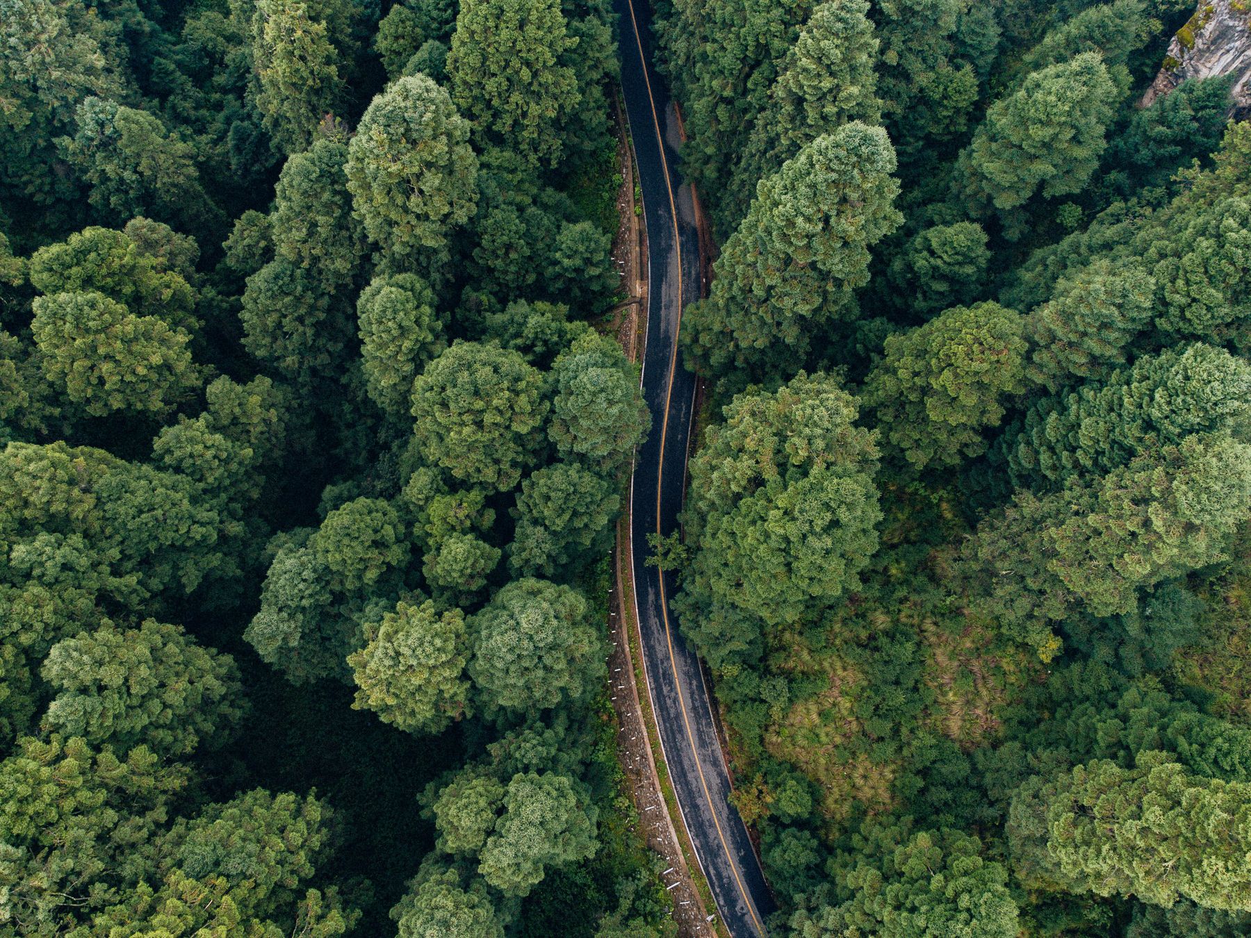 Vista aérea de un bosque denso atravesado por una vía, imagen de equilibrio entre territorio e infraestructura