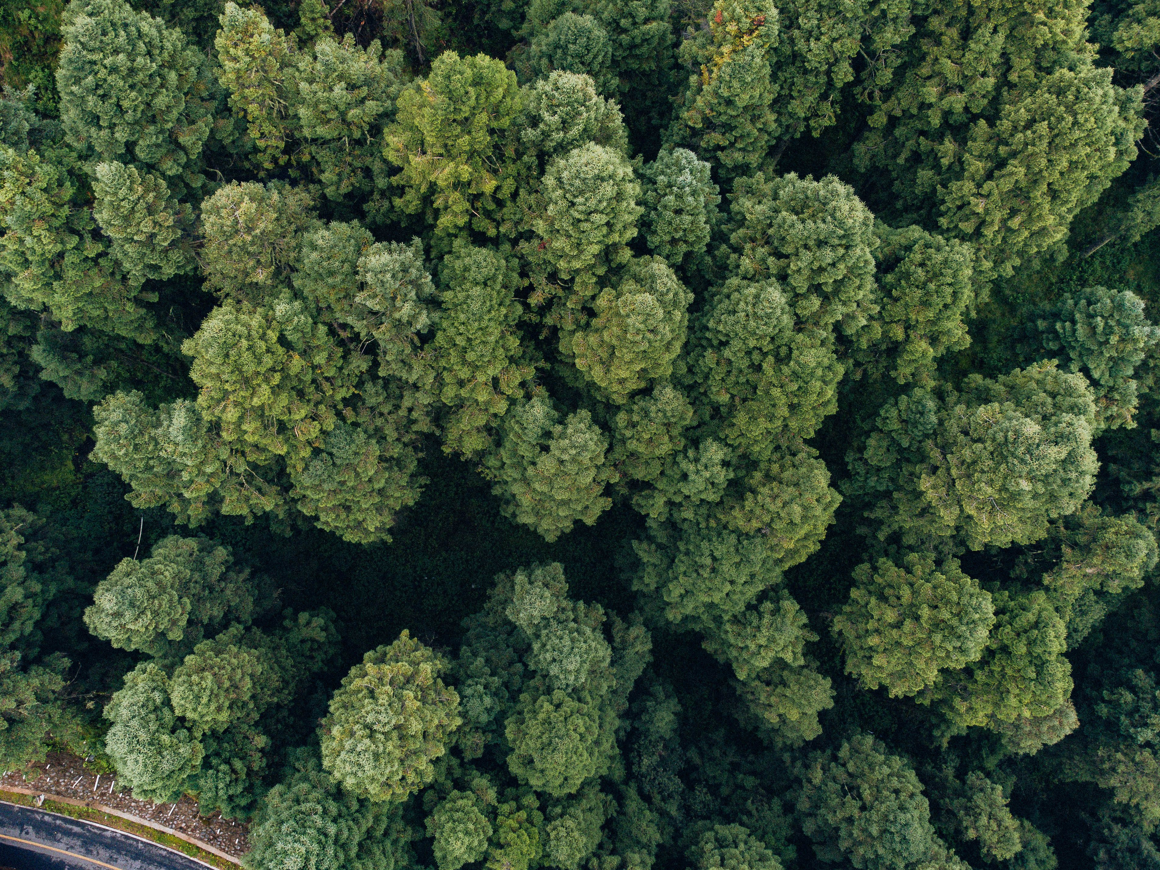 Gabon: CSR cases supporting forest conservation and sustainable local jobs