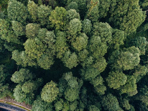 Gratis lagerfoto af droneoptagelse, grønne træer, luftfotos