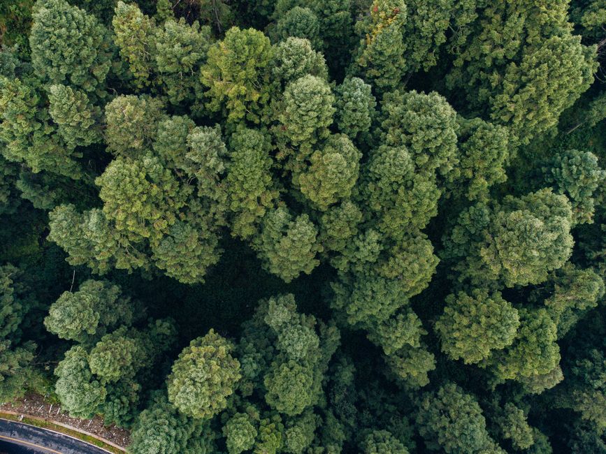 Colombia y Perú acuerdan combatir tráfico ilegal de flora silvestre amazónica