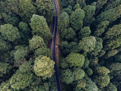 A scenic aerial perspective above a winding road slicing through dense forest in Mexico.