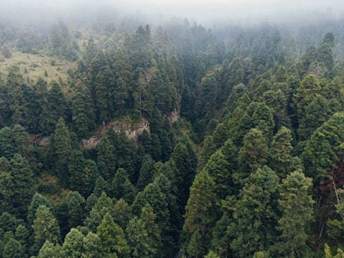 Drone Shot of Green Trees