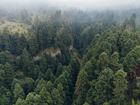Aerial view of a misty pine forest in Amecameca, Mexico, showcasing lush greenery and dense fog.