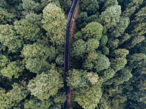 森林, 樹木, 航空攝影 的 免费素材图片