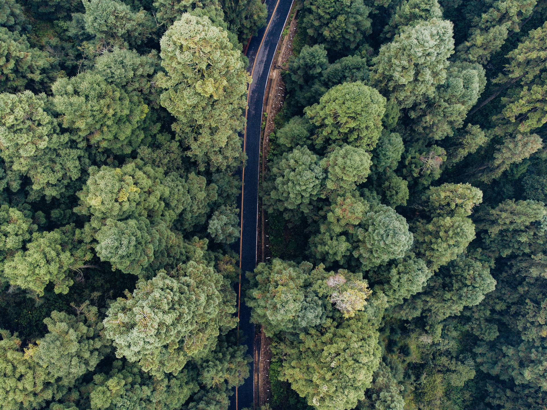 Aerial view of a winding road through lush green forest in Amecameca de Juárez, Mexico. Perfect for nature and travel themes.