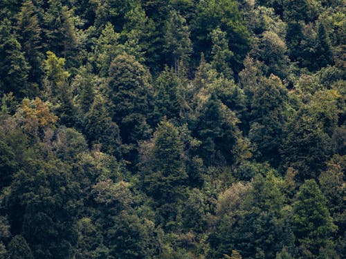  aerial photo of a group of trees in a forest of the cañada nexpayantla in mexico
