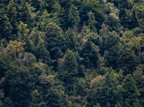Dense forest canopy in Amecameca de Juárez, showcasing diverse greenery and natural beauty.